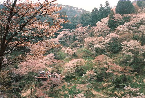 Comments and multimedia links for The Tale of Genji